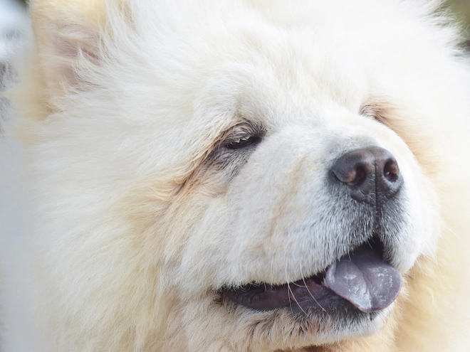 Chow-Chow Welpe kaufen