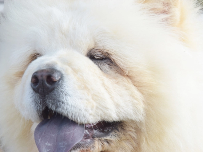 Chow-Chow Welpe kaufen