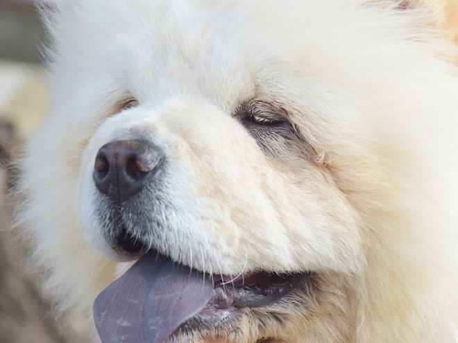 Chow-Chow Welpe kaufen