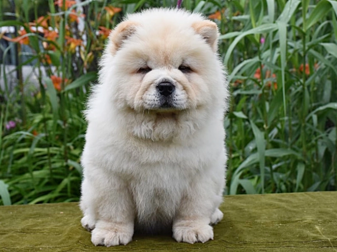 Chow-Chow Welpe kaufen