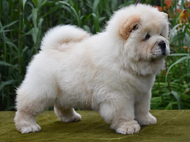 Chow-Chow Welpe kaufen