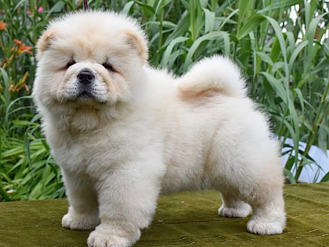 Chow-Chow Welpe kaufen