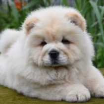 Jasmin Queen, cream Chow-Chow Welpen kaufen