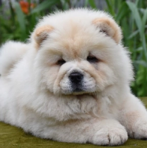Perros Chow Chow en venta