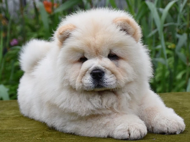 Chow-Chow Welpe kaufen