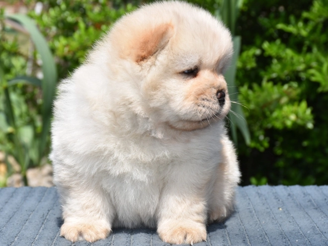 Chow-Chow Welpe kaufen
