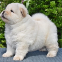 Shanghai, cream Chow Chow for sale