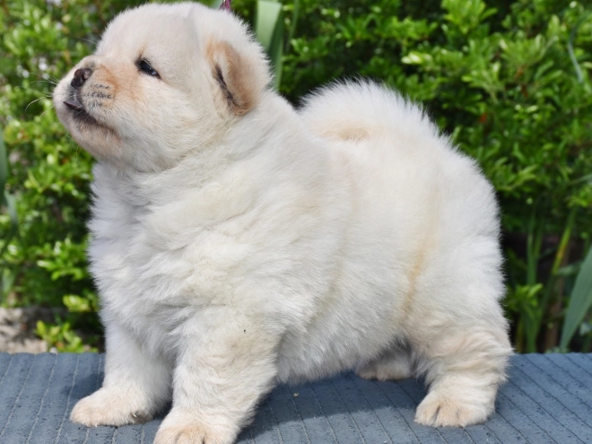 Chow-Chow Welpe kaufen