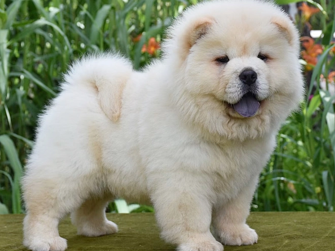 Chow-Chow Welpe kaufen