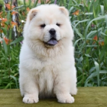 Shanghai, cream Chow-Chow Welpen kaufen