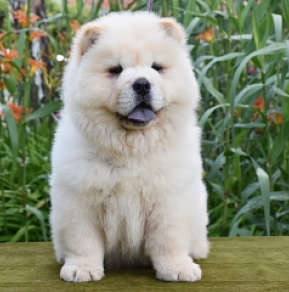 Perros Chow Chow en venta