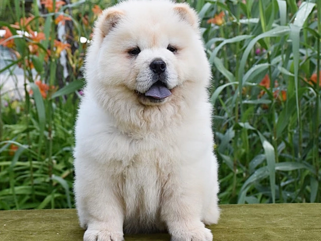 Chow-Chow Welpe kaufen