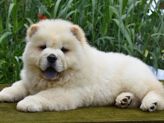 Chow-Chow Welpe kaufen