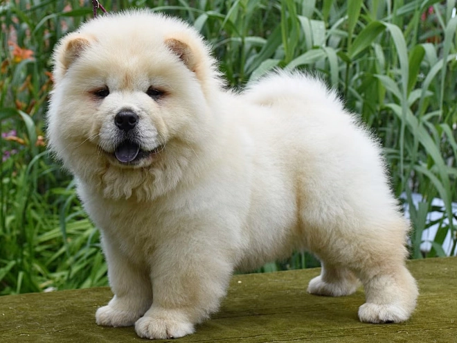 Chow-Chow Welpe kaufen