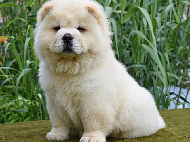 Chow-Chow Welpe kaufen