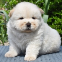 Buffet Warren, cream Chow Chow for sale