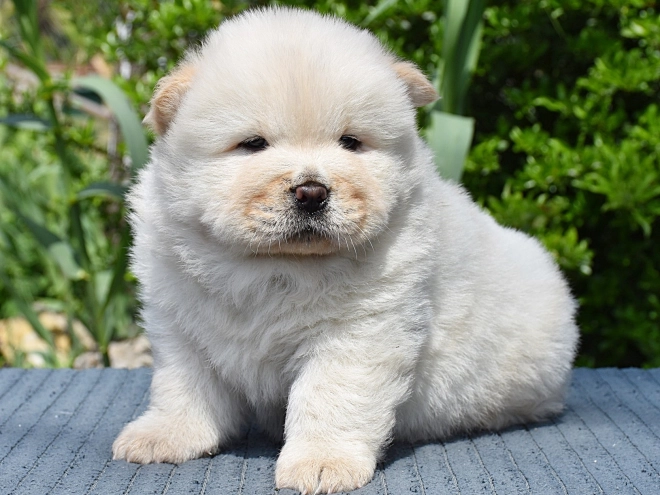 Chow-Chow Welpe kaufen