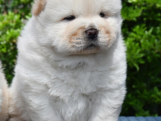 Chow-Chow Welpe kaufen