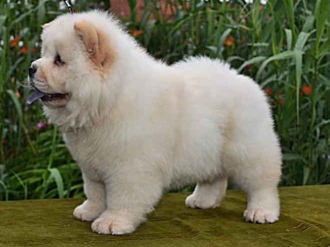 Chow-Chow Welpe kaufen