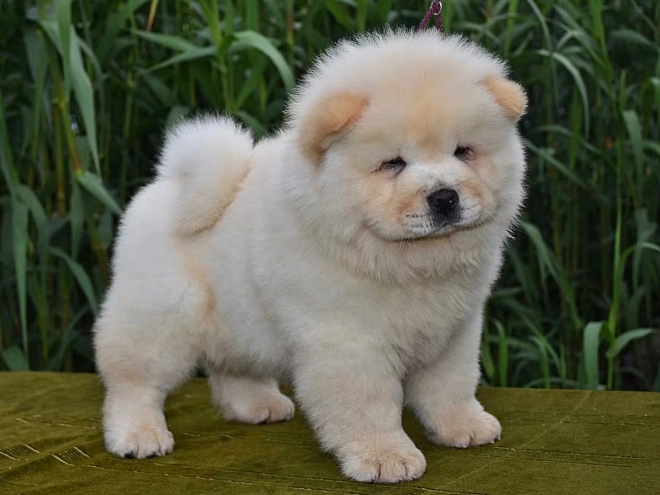 Chow-Chow Welpe kaufen