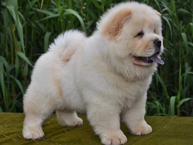 Chow-Chow Welpe kaufen