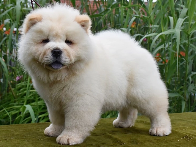 Chow-Chow Welpe kaufen