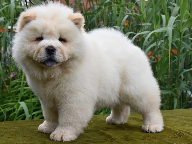 Chow-Chow Welpe kaufen