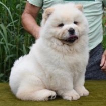 Buffet Warren, cream Chow Chow en venta