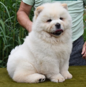 Perros Chow Chow en venta