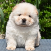 Harry Nipper, cream Chow Chow for sale