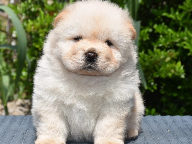 Chow-Chow Welpe kaufen