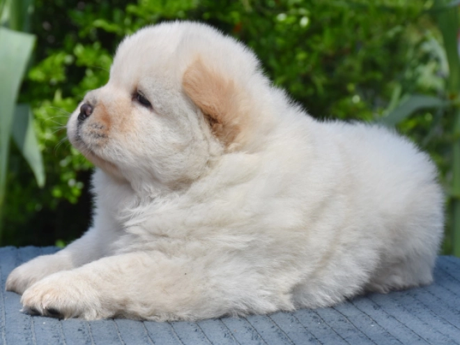 Chow-Chow Welpe kaufen