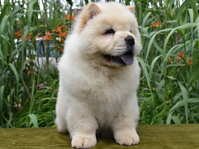 Chow-Chow Welpe kaufen