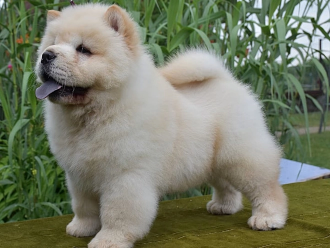 Chow-Chow Welpe kaufen