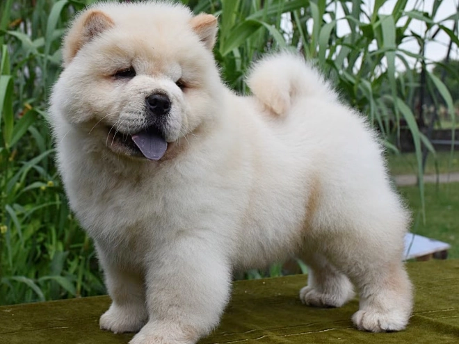 Chow-Chow Welpe kaufen