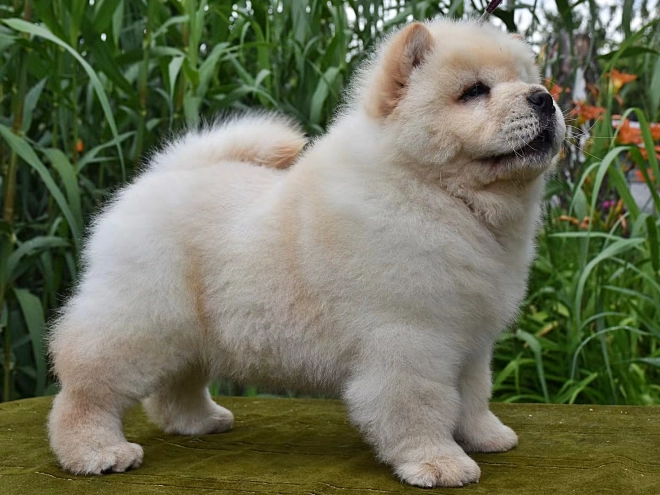 Chow-Chow Welpe kaufen