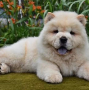 Perros Chow Chow en venta