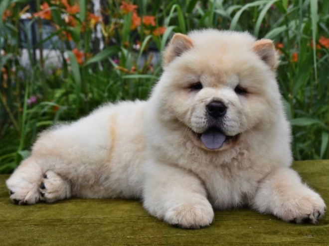 Chow-Chow Welpe kaufen