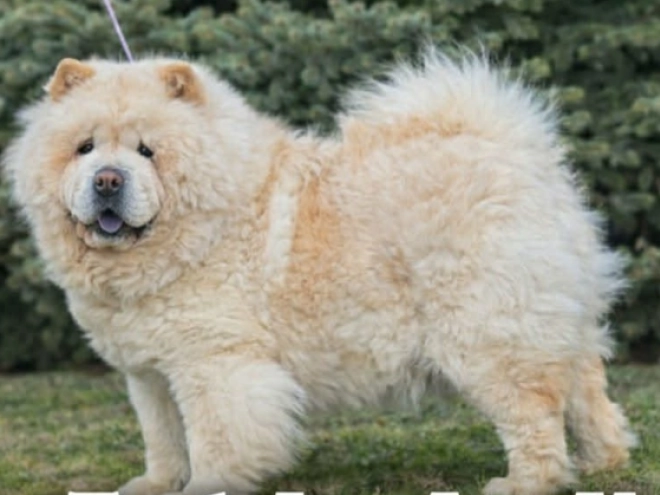 Chow-Chow Welpe kaufen