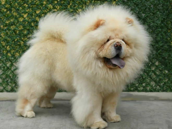 Chow-Chow Welpe kaufen