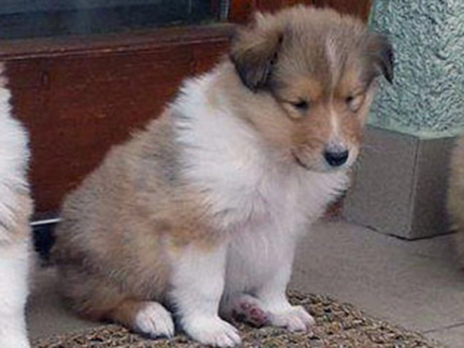 Collie puppy for sale