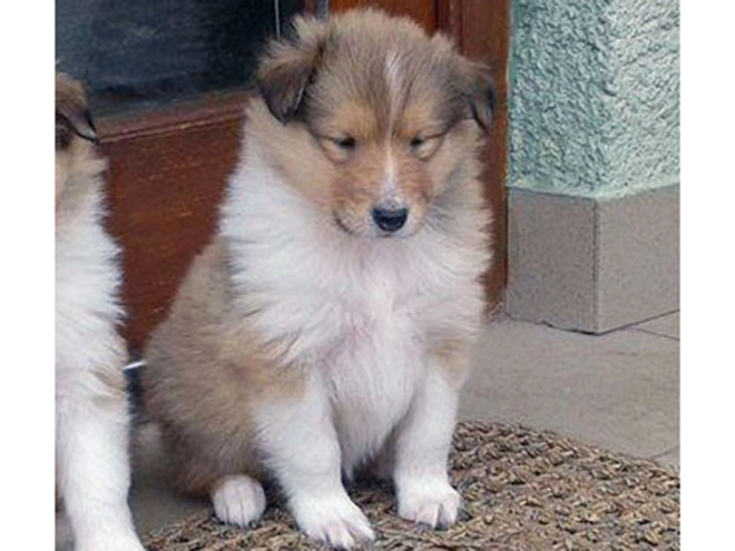 Collie puppy for sale