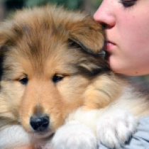 Pannonia, sable Collie Welpen kaufen