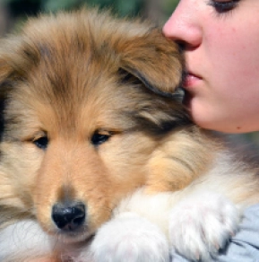 Collie Welpe kaufen