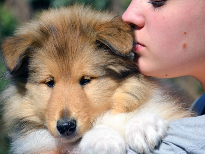 Collie Welpe kaufen