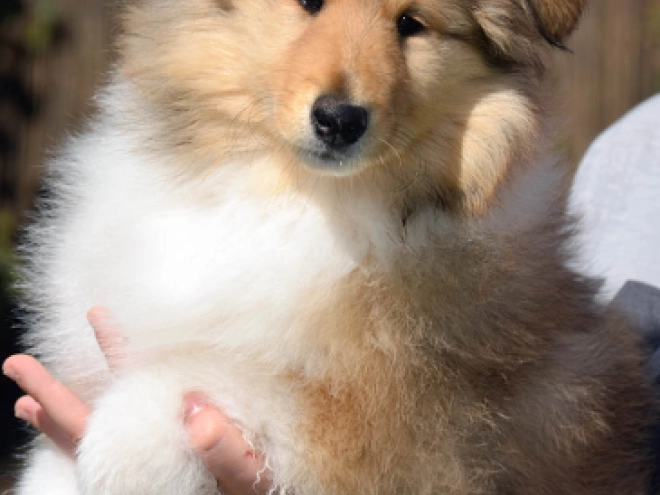 Collie Welpe kaufen