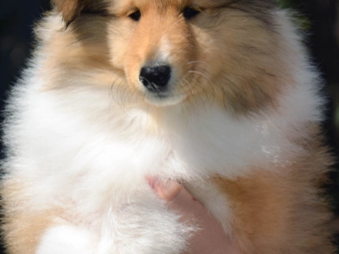 Collie Welpe kaufen
