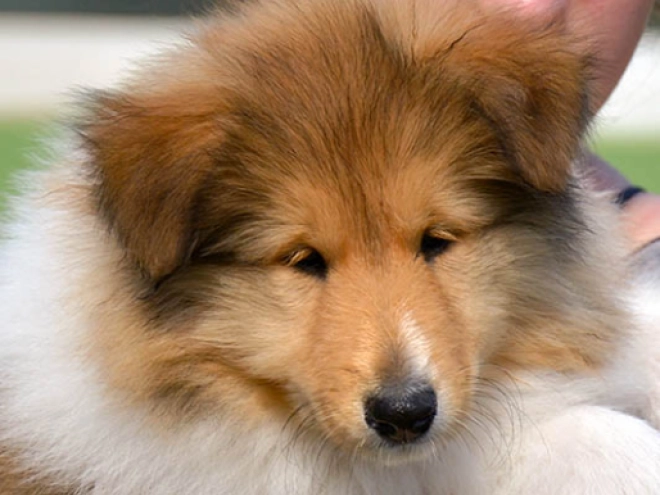 Collie Welpe kaufen