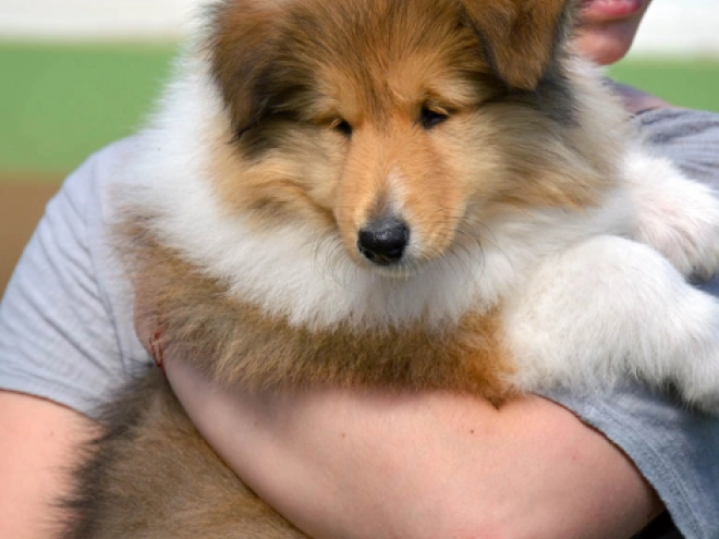Collie Welpe kaufen