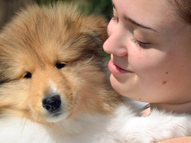 Collie Welpe kaufen